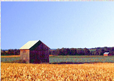 Barn with corn and cabbage